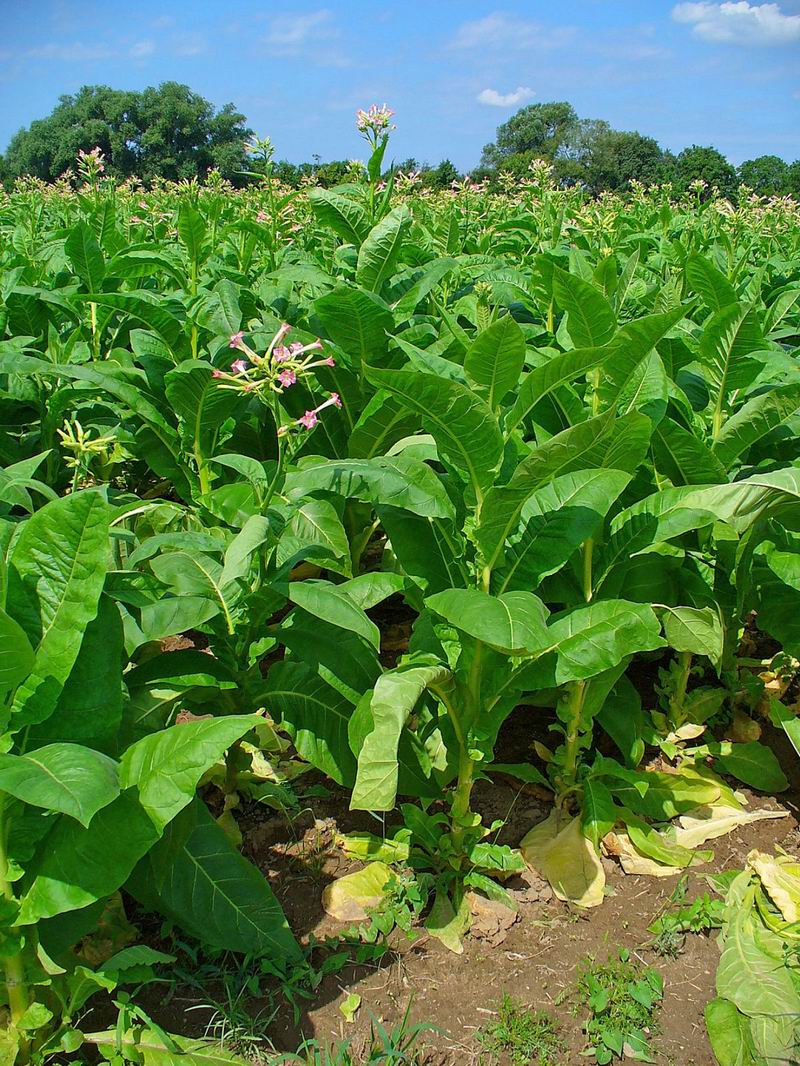 Удобрение почвы для табака
